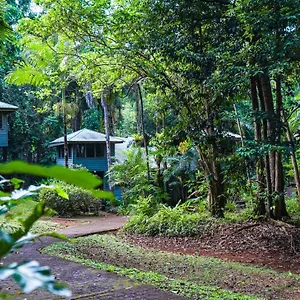 Ferntree Rainforest , Cape Tribulation Australien